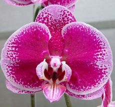 Dtps. OX Prince "1482"