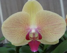 Dtps. Lioulin Glow