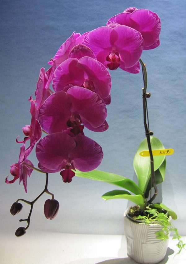 Dtps. Formosa Sunrise：圖片 2