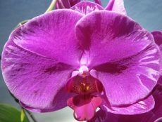 Dtps. Formosa Sunrise