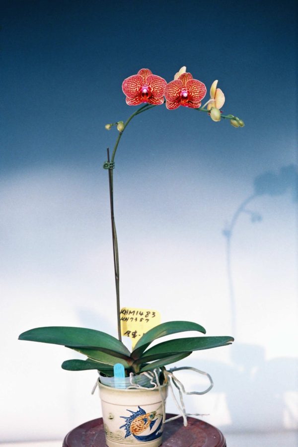 Dtps. I-Hsin Picture：圖片 3