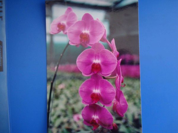 Dtps. Green Field Sweet Valentine：圖片 2