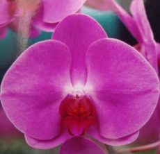 Dtps. Green Field Sweet Valentine
