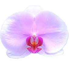 Dtps. Saitama Alliance "KH2239"