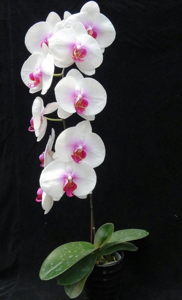 Dtps. Jincheng Sun：圖片 2