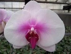 Dtps. Jincheng Sun