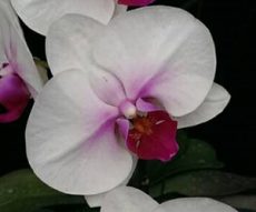 Dtps. Mount Lip X Dtps. Tinny Honey