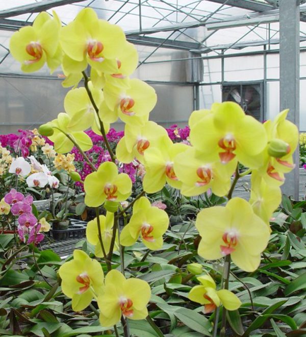Dtps. Fuller's Sunset "YR5"：圖片 2