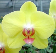 Dtps. Fuller's Sunset "YR5"