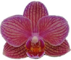 Dtps. I-Hsin Angry Bird "IS1791"