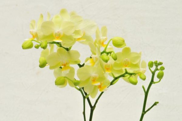 Phal. Pure Moon "Green Pixie"：圖片 2