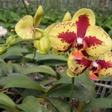 Phal. KV Beauty 802：圖片 3