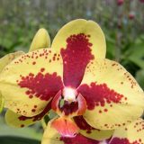 Phal. KV Beauty 802