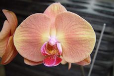 Phal. OX Golden Apple  