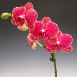 Dtps. Taida Salu "Alisan"：圖片 3