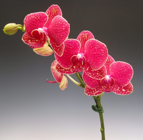 Dtps. Taida Salu "Alisan"：圖片 3