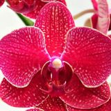 Dtps. Taida Salu "Alisan"