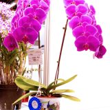 Dtps. Honglin Rose：圖片 3
