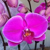 Dtps. Honglin Rose