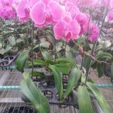 Dtps. Ben Yu Orange：圖片 2
