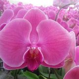 Dtps. Ben Yu Orange