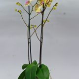 Dtps. Black Ball "Golden Dragon"：圖片 3