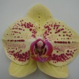 Dtps. Black Ball "Golden Dragon"