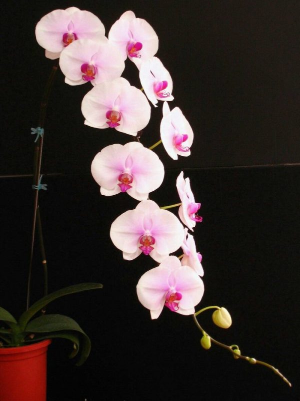 Dtps. Gu Keng Beauty：圖片 2