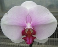 Dtps. Gu Keng Beauty