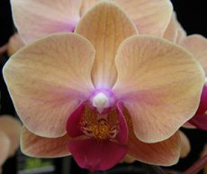 Phal. Younghome Sweety