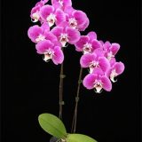 Phal. Younghome Melody "9932"：圖片 3
