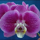 Phal. Younghome Melody "9932"