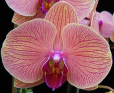 Phal. Younghome Golden Leopard "189"