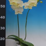 Phal. Taisuco Creator：圖片 2