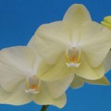 Phal. Taisuco Creator