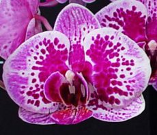 Phal. OX Happy Girl "1664"