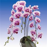 Dtps. Acker's Sweetie "Dragon Tree Maple"：圖片 2