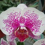 Dtps. Acker's Sweetie "Dragon Tree Maple"