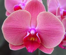 Phal. OX Golden Apple "1599"