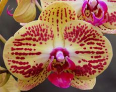 Phal. OX Golden Apple "1595"