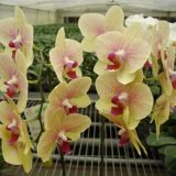 Phal. Lioulin King "1041"：圖片 3