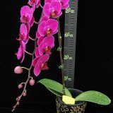 Dtps. Younghome Fire Rose：圖片 2