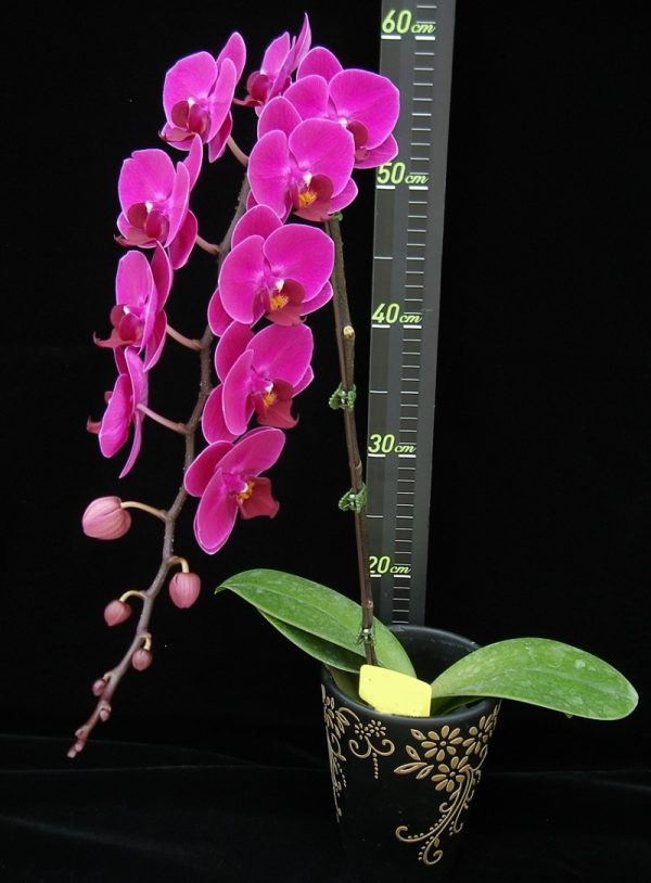 Dtps. Younghome Fire Rose：圖片 2