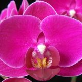 Dtps. Younghome Fire Rose