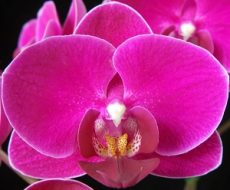 Dtps. Younghome Fire Rose