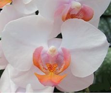 Phal. Timothy Christopher X Phal.Taisuco Glory