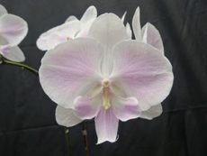 Phal. Yu Pin Easter Island "8571"