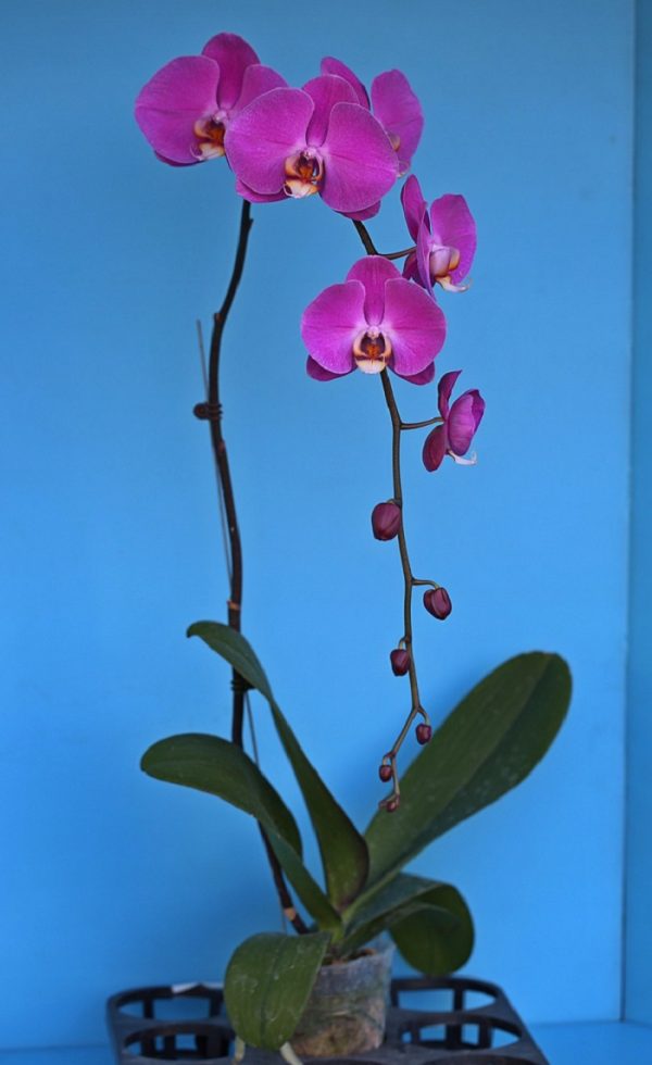 Phal. Yishing "53"：圖片 2