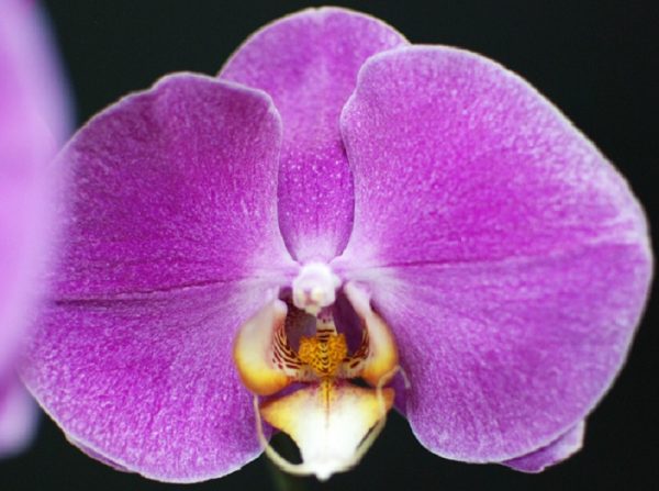 Phal. Yishing "53"