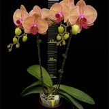 Phal. Younghome Golden Leopard "167"：圖片 3